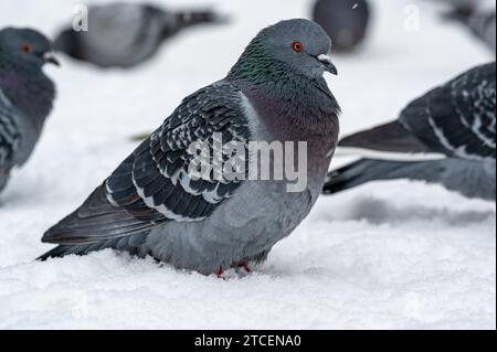 Pigeon nel centro di Orebro una fredda giornata invernale Foto Stock