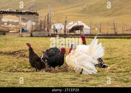 Tacchini bellissimi e importanti al pascolo libero in una piccola fattoria sulle montagne del Kirghizistan Foto Stock