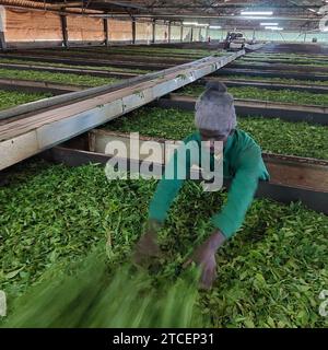 © PHOTOPQR/LE PARISIEN/Frédéric Mouchon ; Gatunguru ; 09/11/2023 ; A la Tea Factory de Gatunguru, le processus de séchage du thé est très gourmand en électricité mais le courant provient d'une mini usine hydroélectrique installée près de la rivière. Pour un coût de l'électricité moins élevé et des moindres rejets de CO2 Environnement, le Miracle kényan : avec l'énergie solaire, le saut dans la modernité de l'île de Ndeda Sur le lac Victoria (Kenya), l'île de Ndeda est passée depuis cinq ans du charbon de bois et de la lampe à pétrole à l'électricité d'origine solaire. Un saut dans la Modern Foto Stock