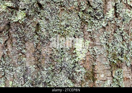 Primo piano di una corteccia di un albero con licheni visibili. Sfondo astratto naturale Foto Stock