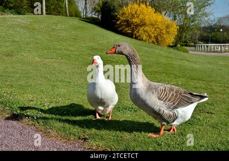 Due oche (Anser anser domesticus), una bianca e una grigia, che camminano sull'erba in un parco Foto Stock