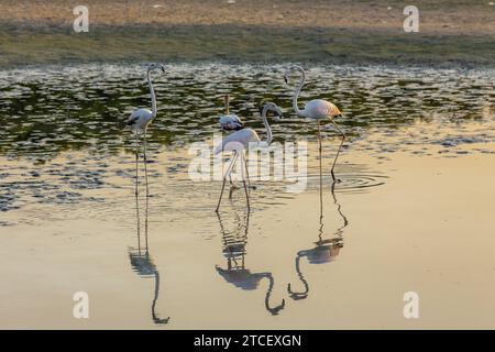 Greater Flamingos (Phoenicopterus roseus) al Ras al Khor Wildlife Sanctuary di Dubai, che si tuffa in laguna e pesca, riflessi in acqua, tramonto. Foto Stock