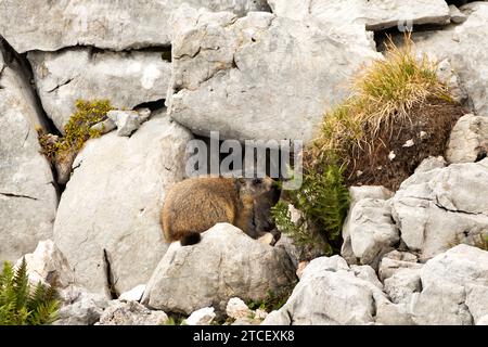 Marmotta alpina (Marmota marmota) in alta montagna in Baviera, Germania in autunno Foto Stock