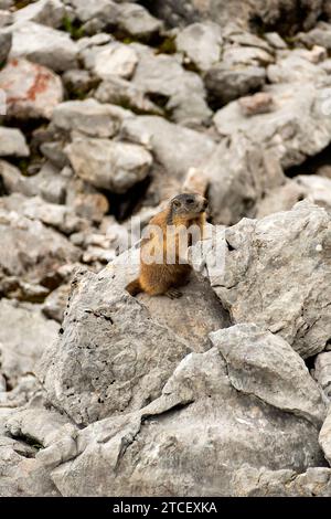 Marmotta alpina (Marmota marmota) in alta montagna in Baviera, Germania in autunno Foto Stock