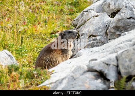 Marmotta alpina (Marmota marmota) in alta montagna in Baviera, Germania in autunno Foto Stock