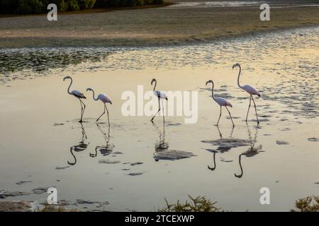 Greater Flamingos (Phoenicopterus roseus) al Ras al Khor Wildlife Sanctuary di Dubai, che si tuffa in laguna e pesca, riflessi in acqua, tramonto. Foto Stock