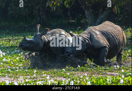 Rhino Rumble: Due potenti rinoceronti indiani maschi, uno con corna, combattono per ottenere il controllo del territorio. Foto Stock