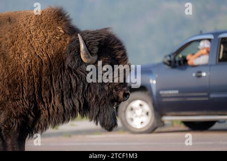 Un uomo guarda un bisonte americano dal suo veicolo al Wind Cave National Park nel South Dakota. Foto Stock