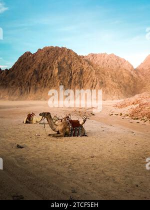 Cammello nel deserto di fronte a una montagna in piena luce Foto Stock