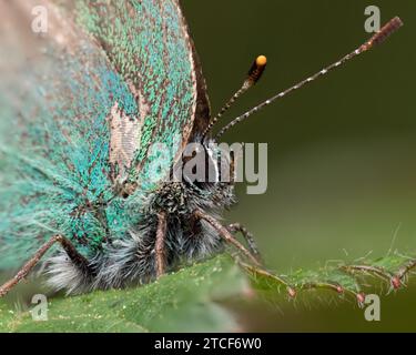 Primo piano di una farfalla Green HairStreak (Callophrys rubi). Tipperary, Irlanda Foto Stock