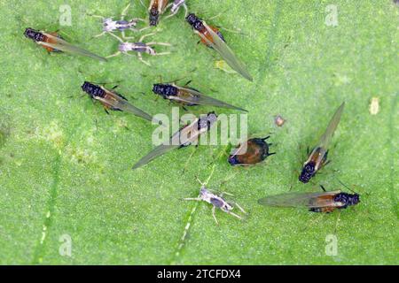 Colonia di fido di cotone (chiamato anche afido di melone e afido di cotone) - Aphis gossypii su una foglia di peperoni del giardino. Foto Stock