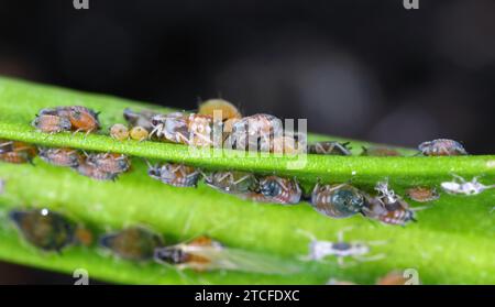 Colonia di fido di cotone (chiamato anche afido di melone e afido di cotone) - Aphis gossypii su una foglia di peperoni del giardino. Foto Stock