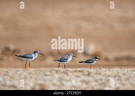 Redshank, Greenshank e Common Ringed Plover. Arabia Saudita Foto Stock