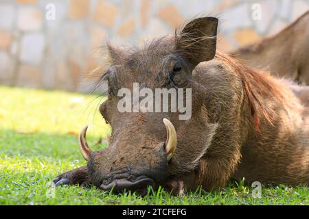 Primo piano di un Warthog comune (Phacochoerus africanus), che riposa nell'erba e guarda nella fotocamera. Murchison Falls National Park, Uganda Foto Stock