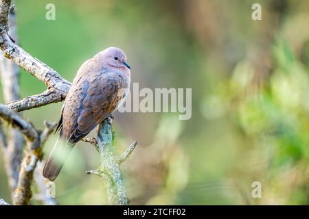 Spilopelia senegalensis, sulle montagne dell'Asir, Arabia Saudita Foto Stock