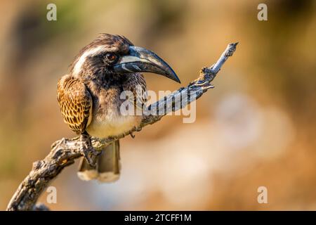 Il carpino grigio africano, Lophoceros nasutus, nelle montagne dell'Asir, Arabia Saudita Foto Stock