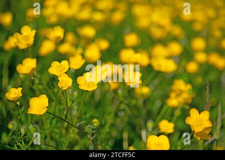Coppe, Ranunculus acris, in primavera Foto Stock