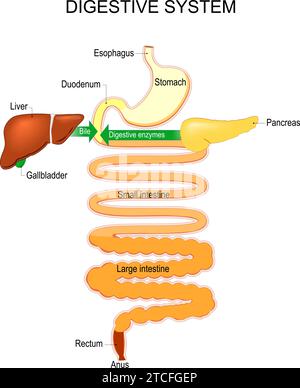 Parte di un sistema digestivo umano. Esofago, stomaco, duodeno, intestino tenue e crasso, retto. Processo di digestione dalla dissoluzione all'assorbimento AN Illustrazione Vettoriale