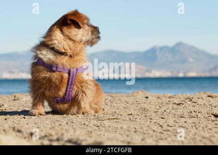 Nami sulla spiaggia di Arenales del Sol a Elche con Alicante e la catena montuosa Aitana sullo sfondo, Spagna Foto Stock