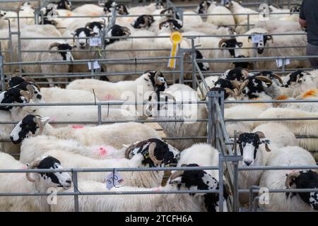 Vendita di pecore da allevamento presso il Kendal Auction mart in Cumbria, Regno Unito. Foto Stock