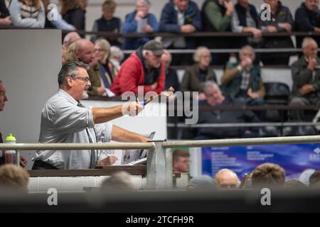 Vendita di pecore da allevamento presso il Kendal Auction mart in Cumbria, Regno Unito. Foto Stock