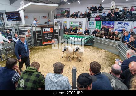 Vendita di pecore da allevamento presso il Kendal Auction mart in Cumbria, Regno Unito. Foto Stock