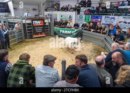 Vendita di pecore da allevamento presso il Kendal Auction mart in Cumbria, Regno Unito. Foto Stock