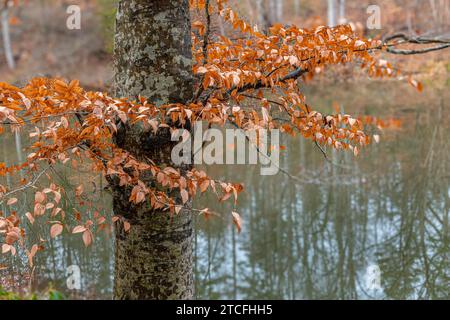 Faggio americano (Fagus grandifolia) alla fine dell'autunno. Gli alberi di faggio americani conservano le loro foglie molto tempo dopo la caduta di quelli di altri alberi decidui Foto Stock