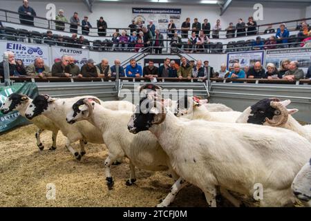 Vendita di pecore da allevamento presso il Kendal Auction mart in Cumbria, Regno Unito. Foto Stock