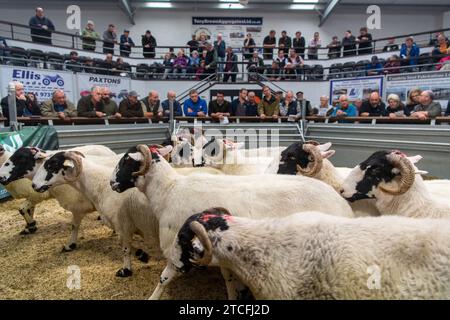 Vendita di pecore da allevamento presso il Kendal Auction mart in Cumbria, Regno Unito. Foto Stock