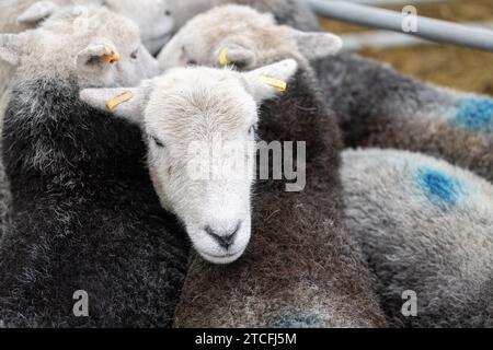 Vendita di pecore da allevamento presso il Kendal Auction mart in Cumbria, Regno Unito. Foto Stock