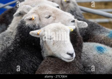 Vendita di pecore da allevamento presso il Kendal Auction mart in Cumbria, Regno Unito. Foto Stock