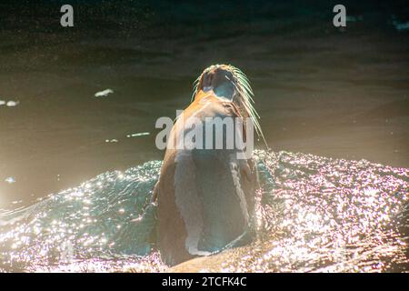 Un leone marino californiano, Zalophus californianus Foto Stock