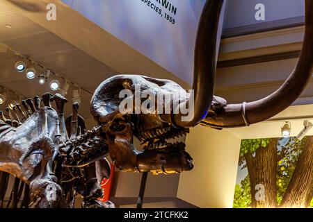 Scheletro fossile di mastodon americano nella Hall of Fossils, recentemente rinnovata, presso lo Smithsonian National Museum of Natural History di Washington DC Foto Stock