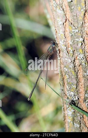 Damselfly smeraldo di salice, damselfly verde smeraldo, Weidenjungfer, este vert, Chalcolestes viridis, zöld rabló. Budapest, Ungheria, Europa Foto Stock