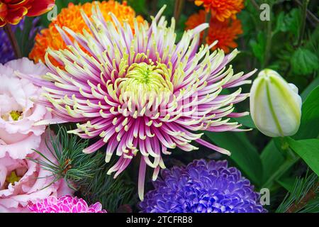 Bouquet di fiori e crisanth di colore viola e giallo Foto Stock