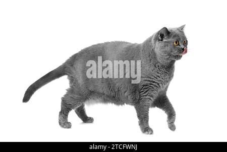Un gatto britannico grigio grasso si erge su uno sfondo bianco e si lecca le labbra. Obesità dei gatti, cibo dietetico, controllo del peso Foto Stock