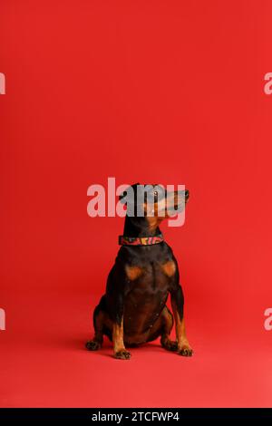 Il simpatico pinscher in miniatura con orecchie e coda non tagliate si trova su uno sfondo rosso brillante e guarda in avanti con attenzione, mini doberman Foto Stock