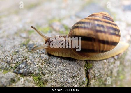 Una grande lumaca strisciata su una pietra grigia, primo piano. Foto Stock