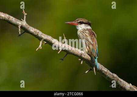 Kingfisher a strisce - Halcyon chelicuti uccello in albero famiglia kingfisher, l'Africa sub-sahariana predilige boschi, scrub di spine (thornveld), cespuglio secco e sava Foto Stock