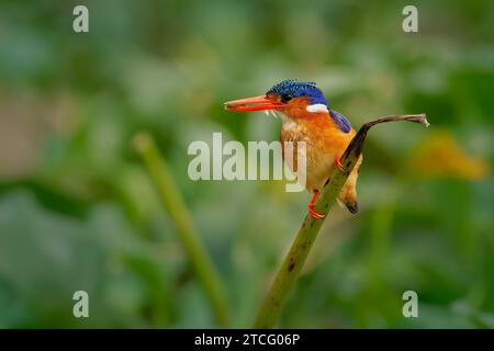 Malachite Kingfisher - fiume cristatus Corythornis kingfisher con pesci cacciati in Africa, piccolo uccello colorato con corpo arrugginito arrugginito, testa blu Foto Stock