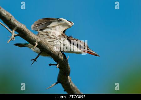 Kingfisher a strisce - Halcyon chelicuti uccello in albero famiglia kingfisher, l'Africa sub-sahariana predilige boschi, scrub di spine (thornveld), cespuglio secco e sava Foto Stock