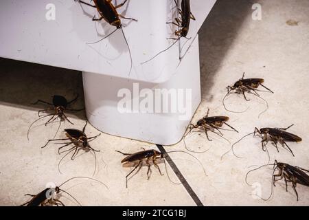 infestazione di scarafaggi in cucina, insetti sul pavimento senza igiene, necessità di pulizia, rilevamento a casa Foto Stock