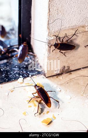 Scarafaggio Periplaneta, noto come scarafaggio rosso o scarafaggio americano, scarafaggi invadendo appartamento, interno attraverso la porta Foto Stock