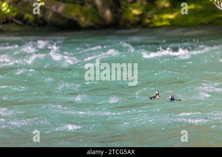 Harlequin Ducks, Histrionicus histrionicus, coppia maschile e femminile a Dosewallips River, Olympic National Forest, Washington State, USA Foto Stock