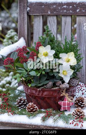 helleborus niger, conifere e skimmia japonica nella vecchia muffa di guglhupf nel giardino d'inverno Foto Stock