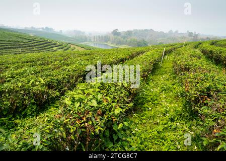 Centinaia di file di lussureggianti piante thailandesi di tè, e fiume oltre, in una delle più grandi e raffinate aree di produzione di tè della Thailandia. Hazy, paesaggio affumicato, durante circa Foto Stock