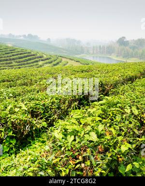 Centinaia di file di lussureggianti piante thailandesi di tè, e fiume oltre, in una delle più grandi e raffinate aree di produzione di tè della Thailandia. Hazy, paesaggio affumicato, durante circa Foto Stock