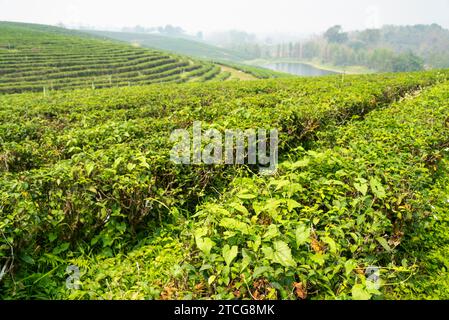 Centinaia di file di lussureggianti piante thailandesi di tè, e fiume oltre, in una delle più grandi e raffinate aree di produzione di tè della Thailandia. Hazy, paesaggio affumicato, durante circa Foto Stock