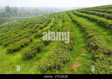 Centinaia di file di lussureggianti piante thailandesi di tè, sulle dolci e verdi colline rurali, in una delle più grandi aree produttrici di tè della Thailandia nel nord-est del paese Foto Stock